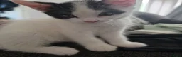 Brazilian Shorthair cats for sale: 4 georgous kittens looking for their forever home - Advert 15