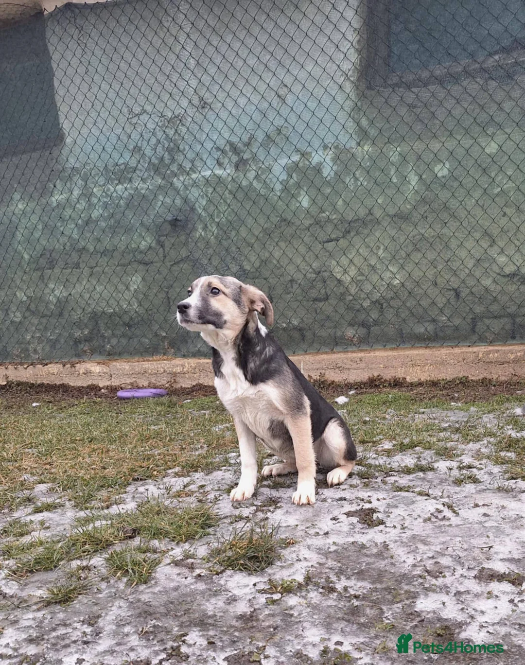 Mixed Breed dogs for adoption: Gouda for adoption - Advert 3