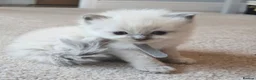 Ragdoll cats for sale: Blue Point Ragdoll Baby Boy 🩵 - Advert 3