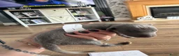 Whippet dogs for sale: Stunning Whippet puppies  - Advert 15