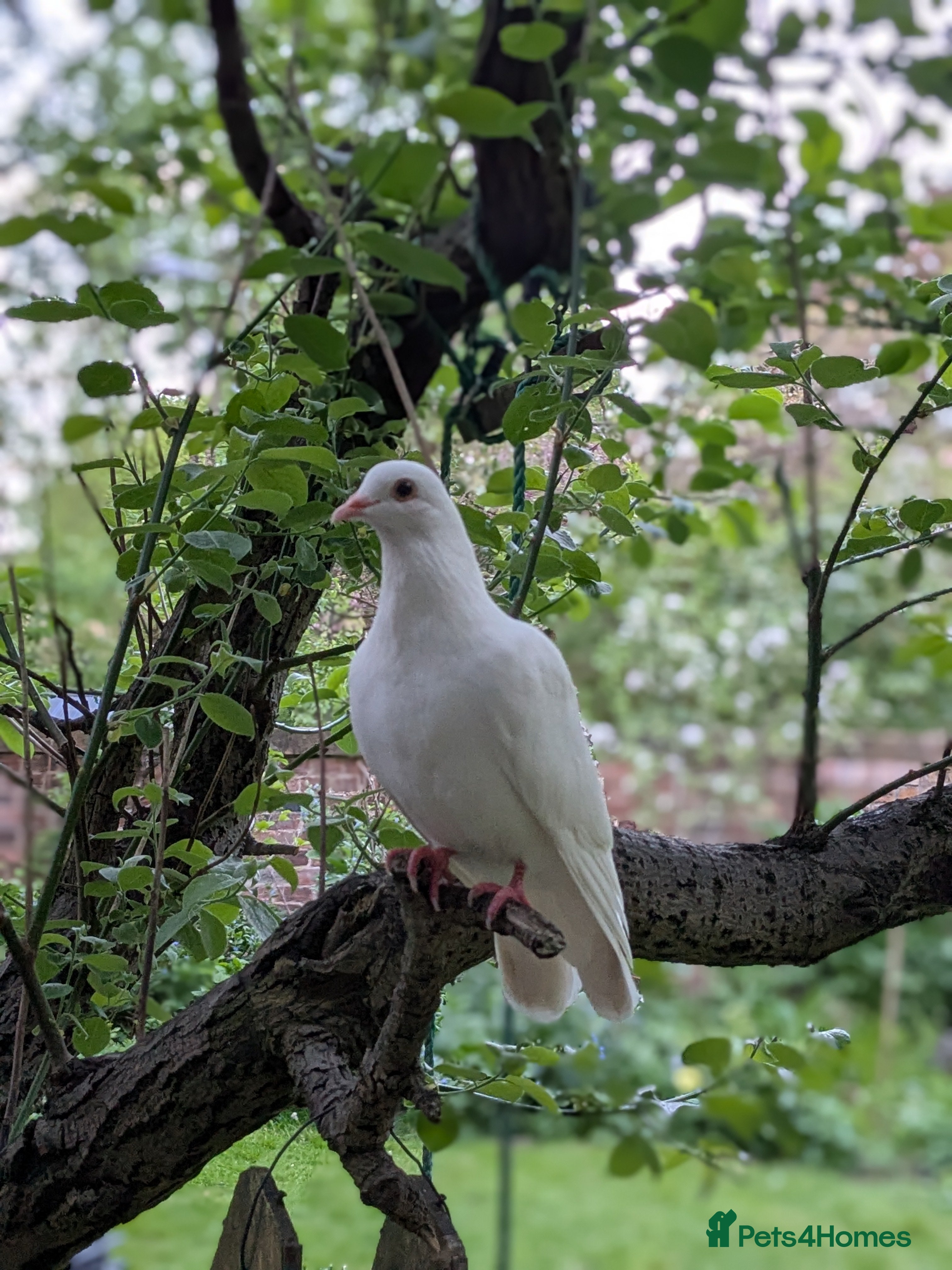 Doves birds Doves - Advert 1