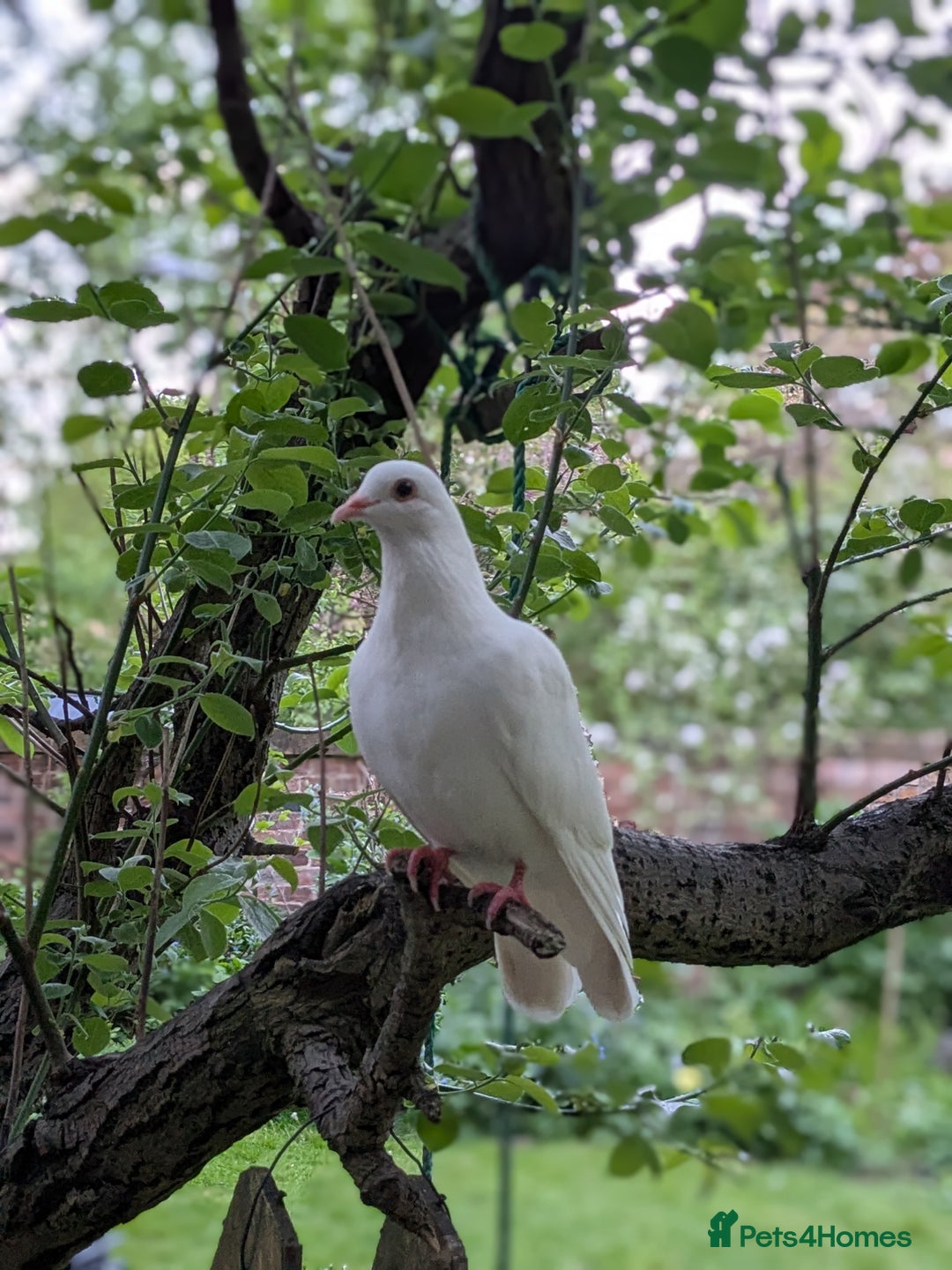 Doves birds for sale: Doves - Advert 1