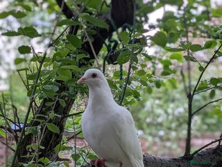 Doves birds Doves - Advert 1