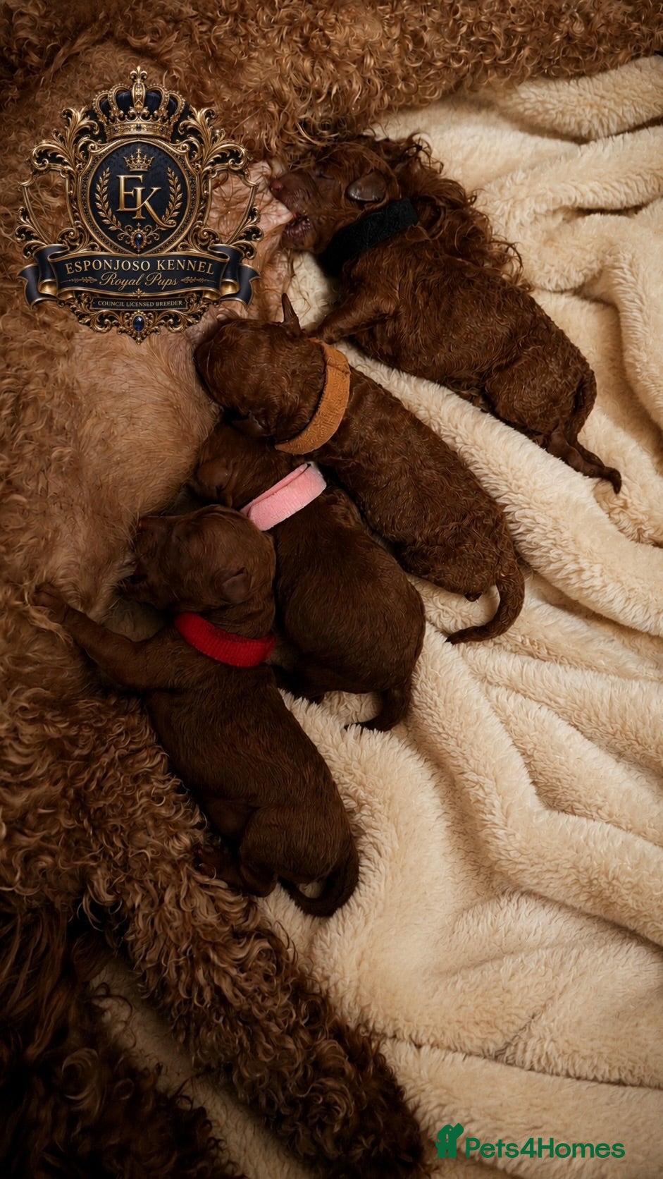 Toy Poodle dogs 🤎👑 ESPONJOSO Royal Half Asian Toy Poodles 👑🤎 - Advert 2
