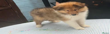 Rough Collie 1