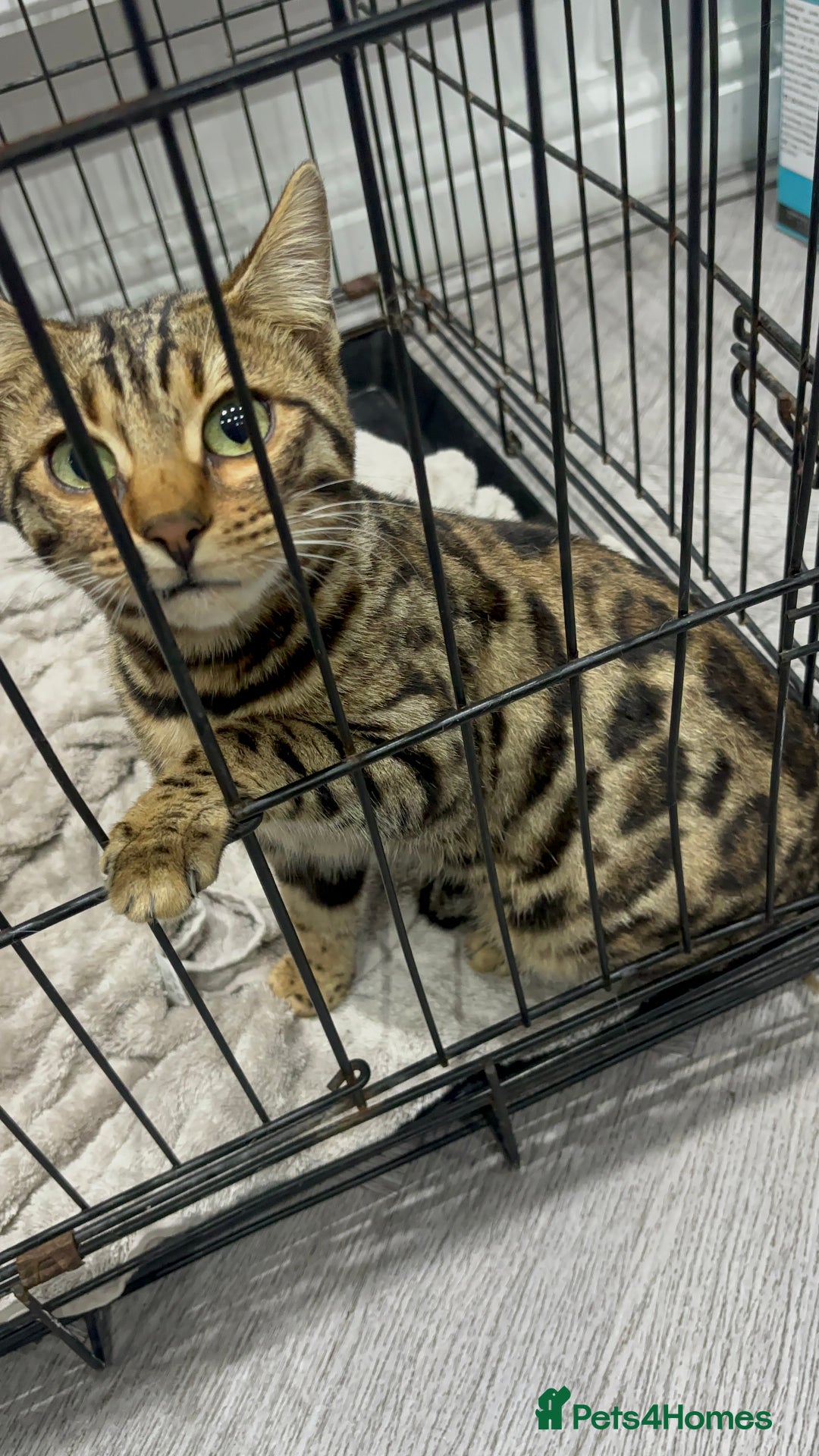 Bengal cats for sale: Male Bengal Kitten - Advert 1