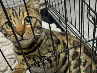 Bengal cats Male Bengal Kitten - Advert 2