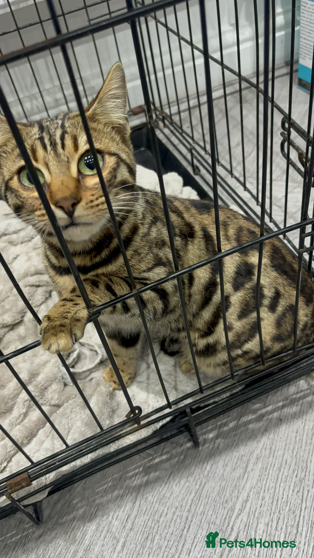 Bengal cats for sale: Male Bengal Kitten - Advert 1