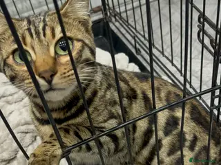 Bengal cats Male Bengal Kitten - Advert 18