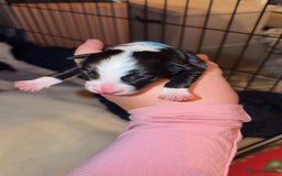 Border Collie dogs for sale: Border collie pups - Image 10