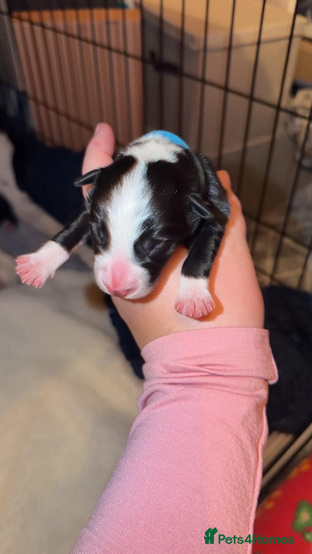Border Collie dogs for sale: Border collie pups - Image 10