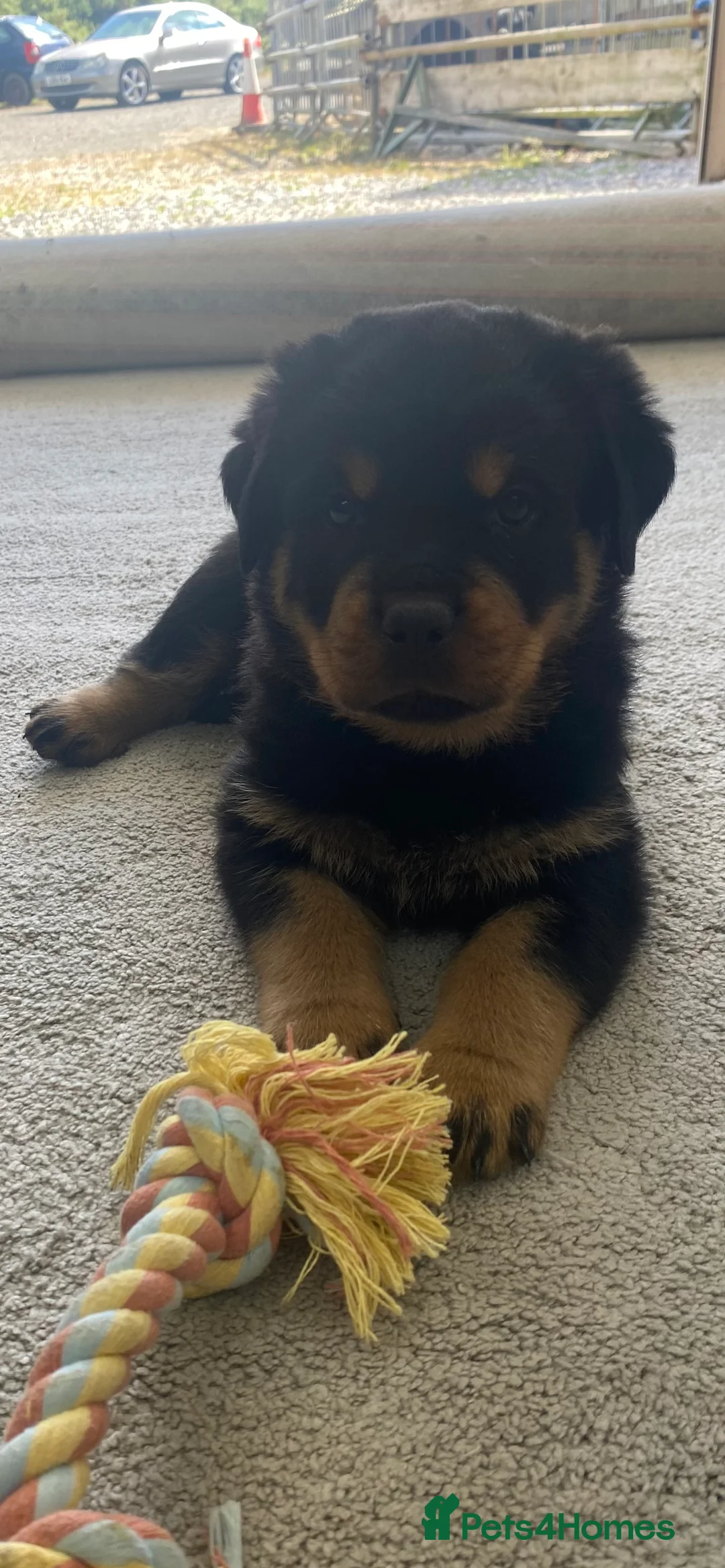 Rottweiler dogs for sale: Champion Bloodline Rottweilers  - Advert 11