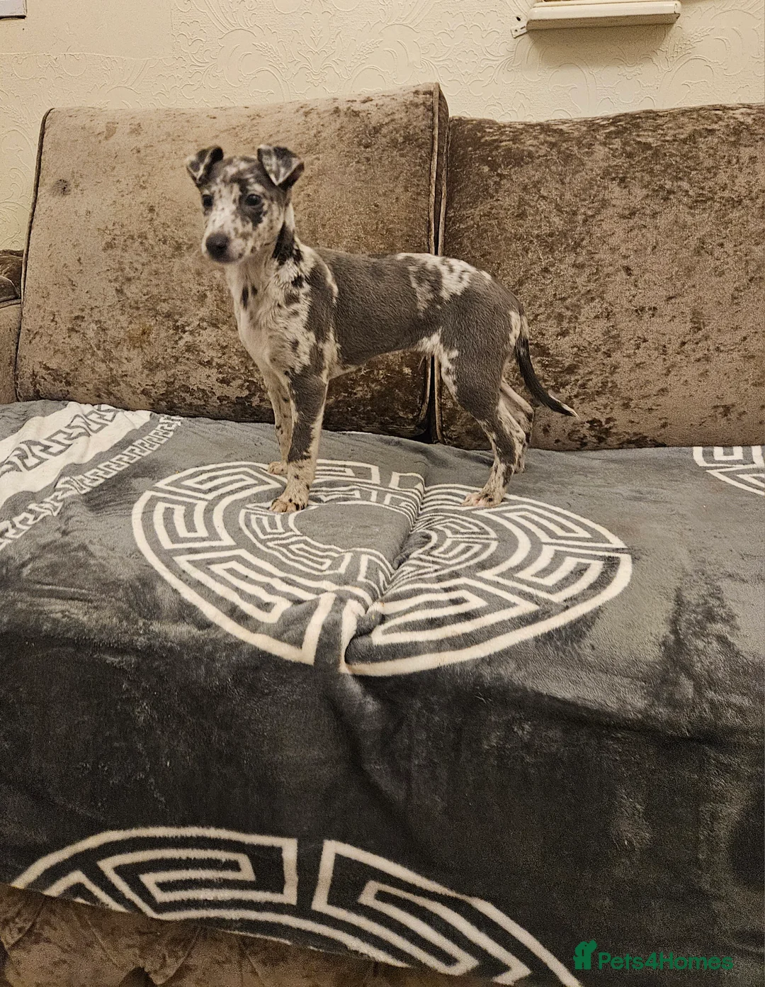 Whippet dogs for sale:  Beautiful dapple Whippets puppies  - Advert 9