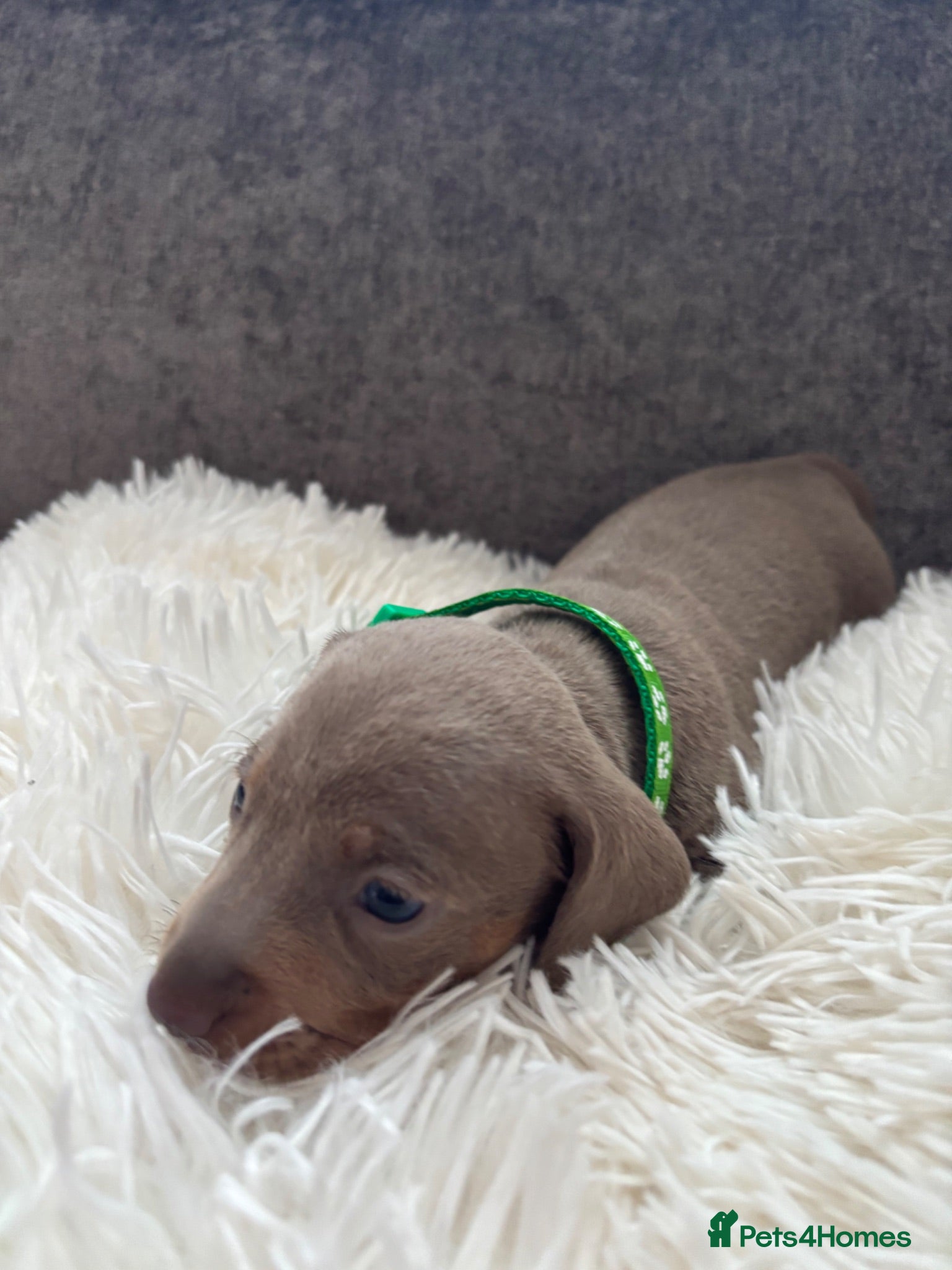 Miniature Dachshund dogs Outstanding dapple tan minature dashund puppies - Advert 2