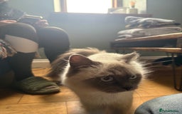 Ragdoll cats for sale: Ragdoll X ready to go! - Image 21
