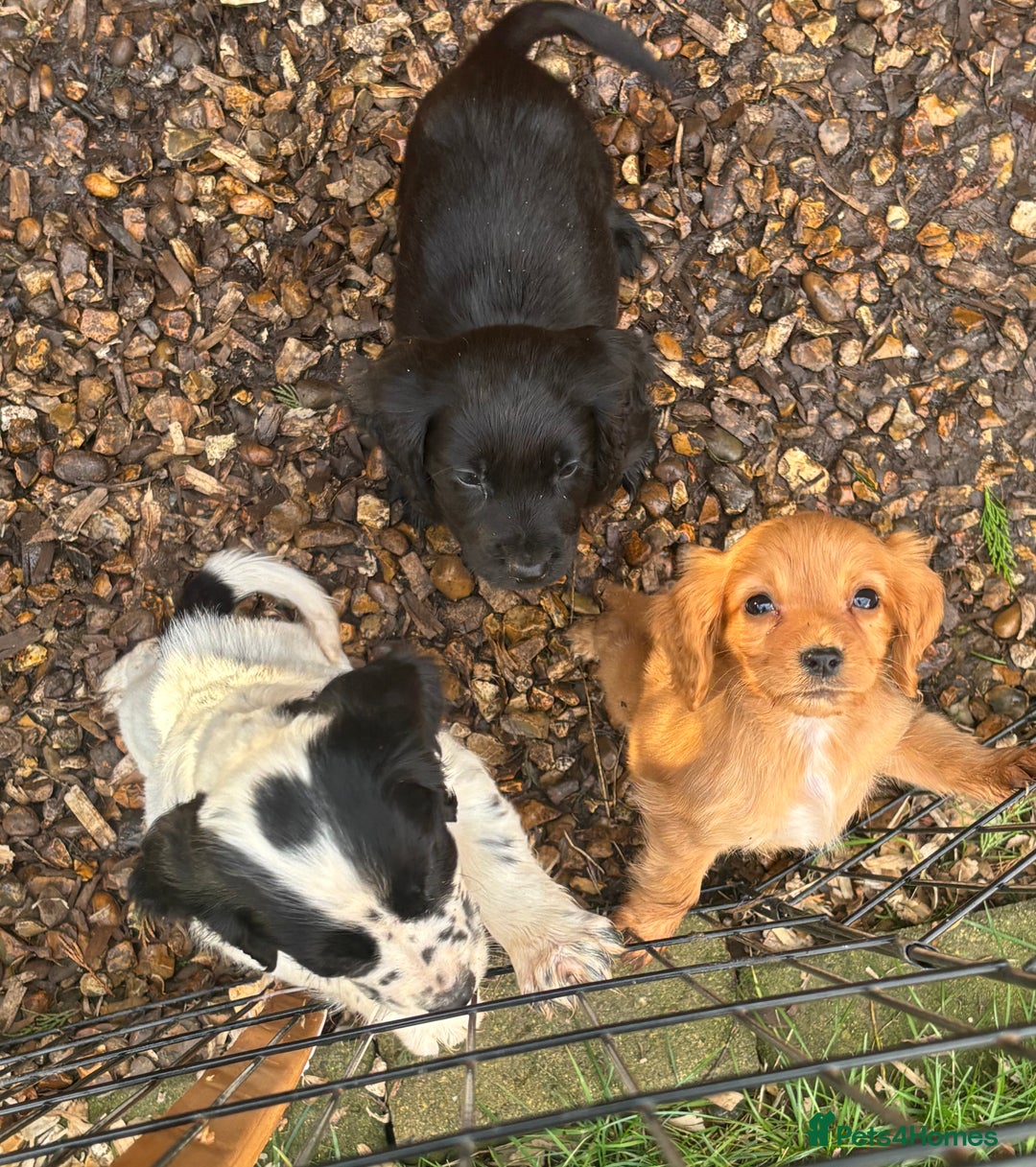 Cocker Spaniel dogs for sale: X1 Cocker spaniel boy remaining  - Advert 5