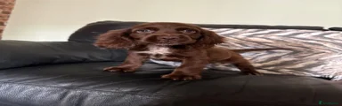 Cocker Spaniel 4