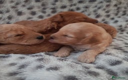 Cavapoo dogs for sale: 🧡 FABULOUS F1B CAVAPOO PUPPIES 🧡 - Image 4