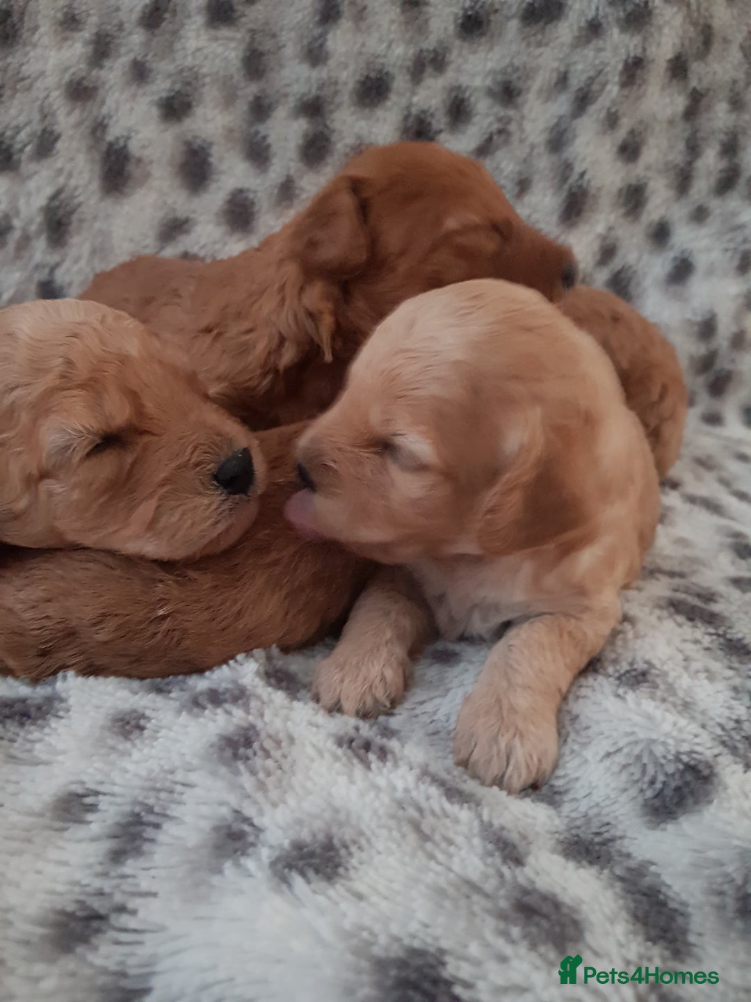 Cavapoo dogs for sale: 🧡 FABULOUS F1B CAVAPOO PUPPIES 🧡 - Image 4