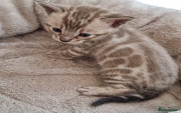 Bengal cats for sale: TICA Registered Bengal Kittens–Ready End Nov 25 - Image 16