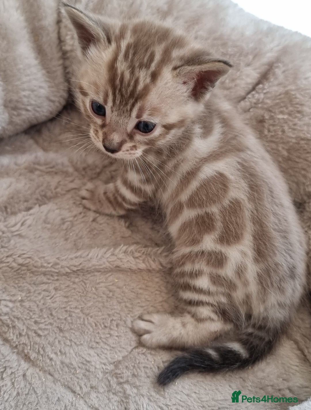 Bengal cats for sale: TICA Registered Bengal Kittens–Ready End Nov 25 - Image 16