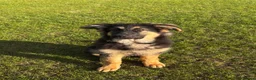 German Shepherd dogs for sale: 4 month old german shepherd puppy  - Advert 1