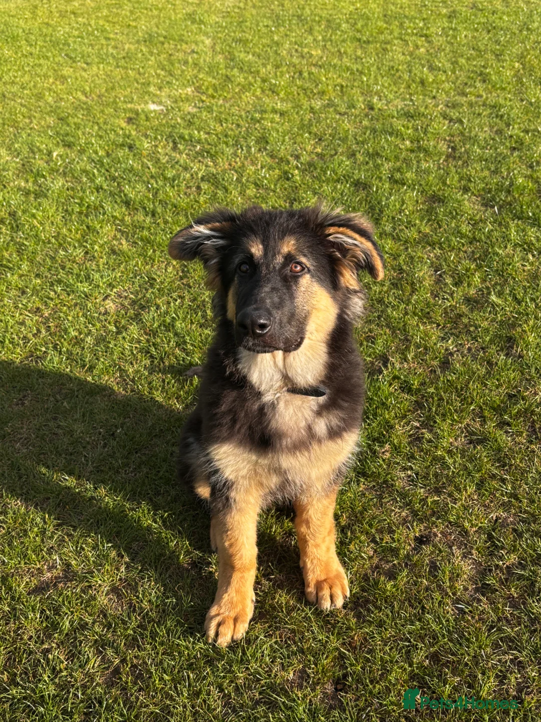 German Shepherd dogs for sale: 4 month old german shepherd puppy  - Advert 1