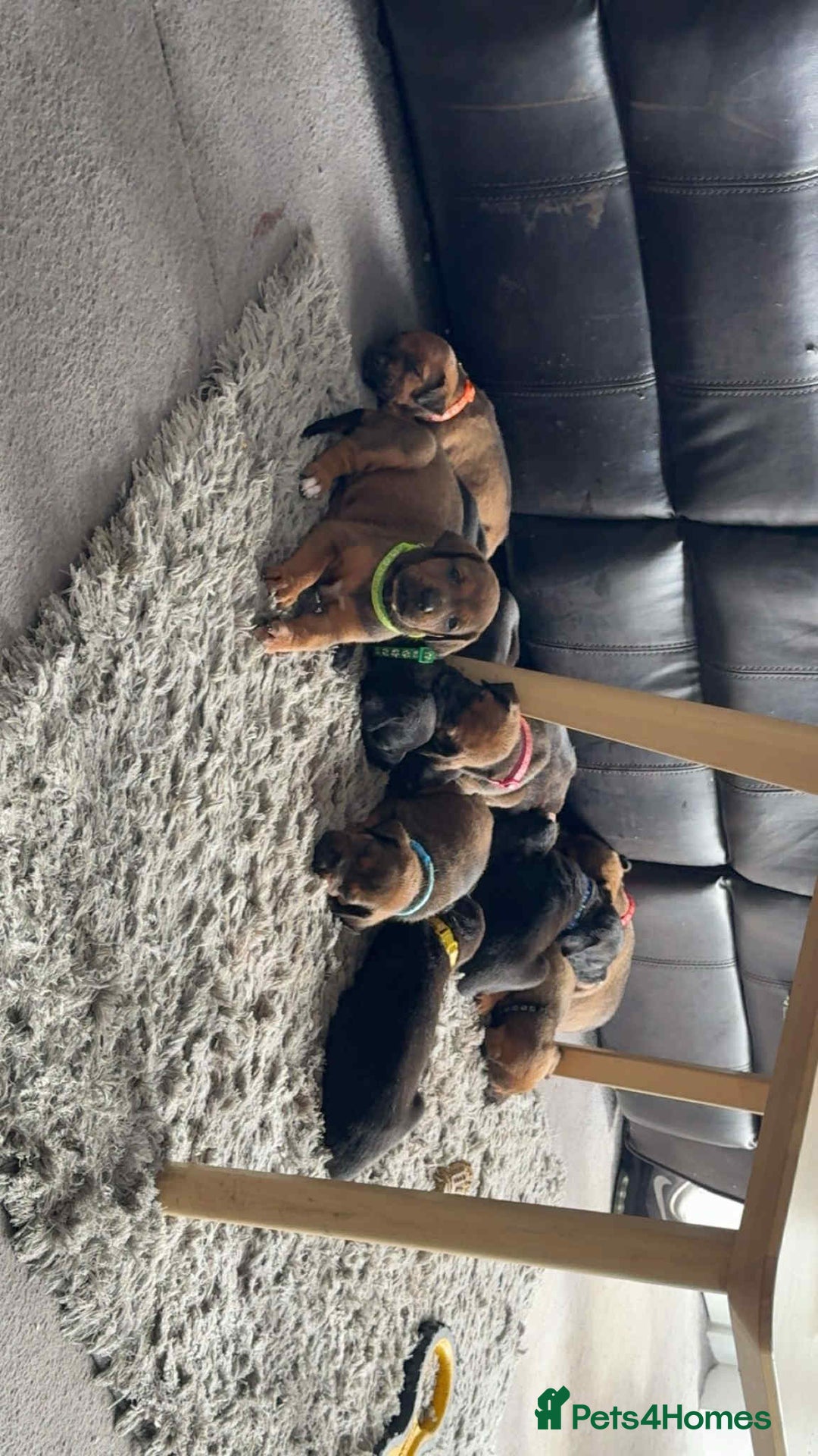 Mixed Breed dogs for sale: Doberman X XL Bully  - Image 3
