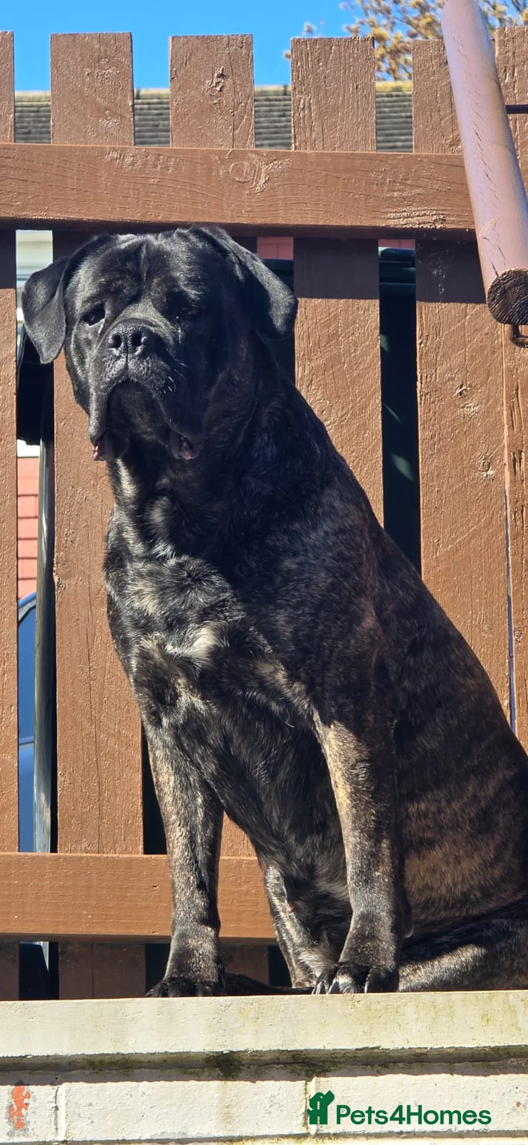 Cane Corso dogs for sale: KiKi! in Bradford - Advert 3