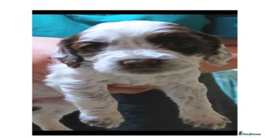 Sprocker dogs - Advert 7
