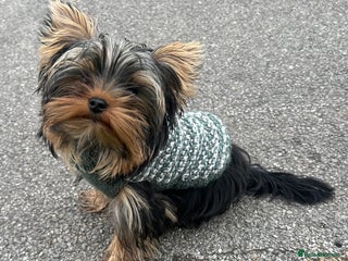 Yorkshire Terrier dogs Miniature Yorkie with short muzzle STUD ONLY - Advert 18