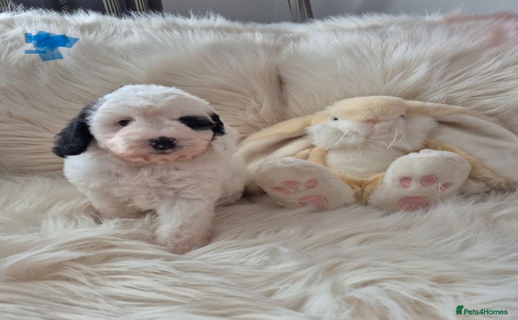 Cockapoo dogs - Advert 6