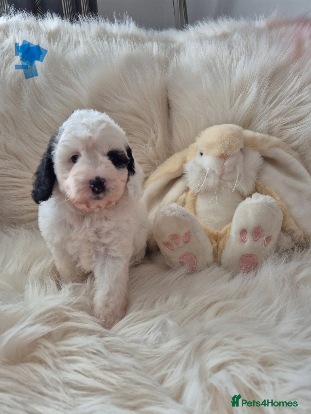 Cockapoo dogs for sale: COCKAPOOS READY FOR THERE NEW    HOMES  - Image 3