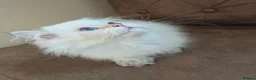 British Longhair cats for sale: Golden British longhair pure bloodline  - Advert 3
