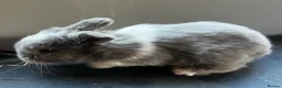 Mini Lop rabbits for sale: PureBred MiniLop Bunnies in London   - Advert 3