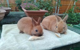 Netherland Dwarf rabbits for sale: Pretty Netherland Dwarf Baby Rabbits 10 wks old - Image 4