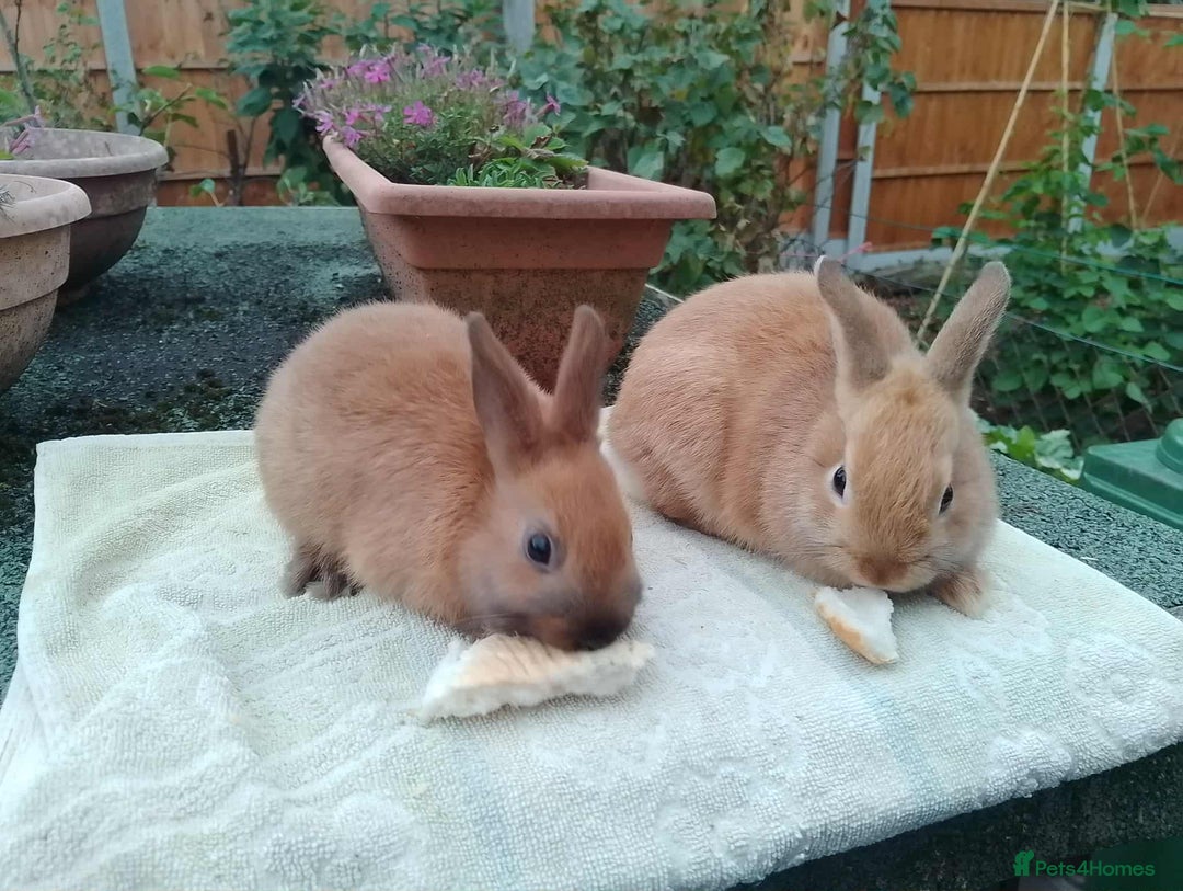 Netherland Dwarf rabbits for sale: Pretty Netherland Dwarf Baby Rabbits 10 wks old - Image 4