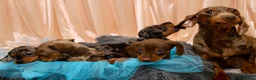 Dachshund dogs for sale: Adorable Dachshund Puppies Ready for Forever Homes - Advert 16