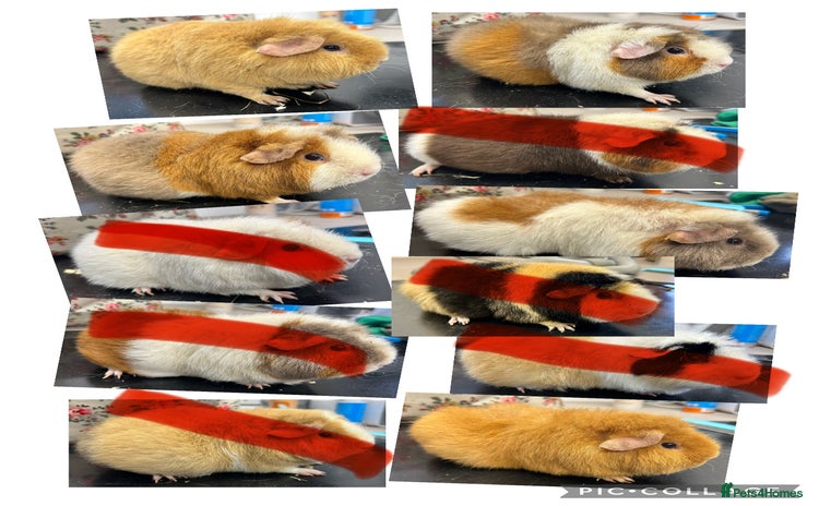 Guinea Pig rodents - Advert 16