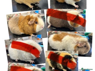 Guinea Pig rodents - Advert 12