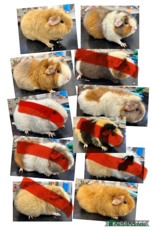 Guinea Pig rodents - Advert 3