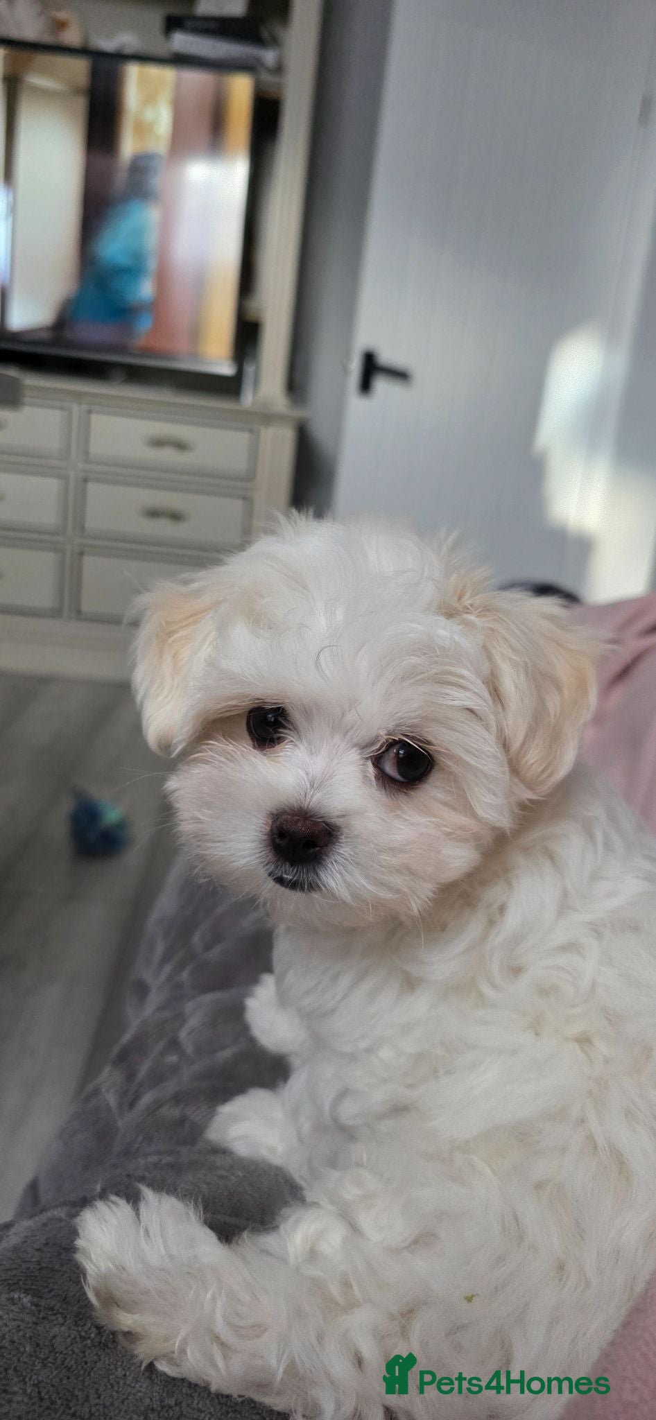 Maltese dogs Luna and Leo - Advert 2