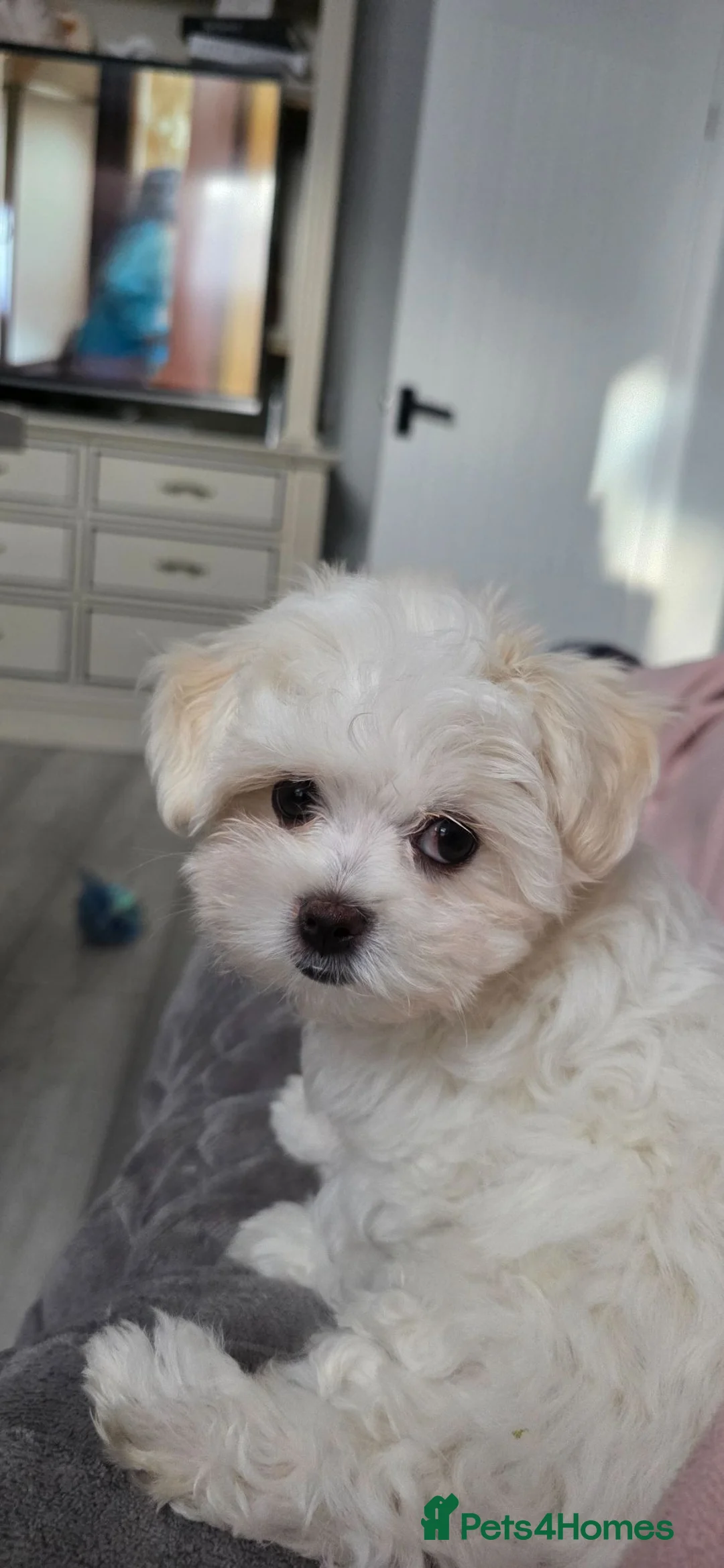 Maltese dogs for sale: Luna and Leo - Advert 2