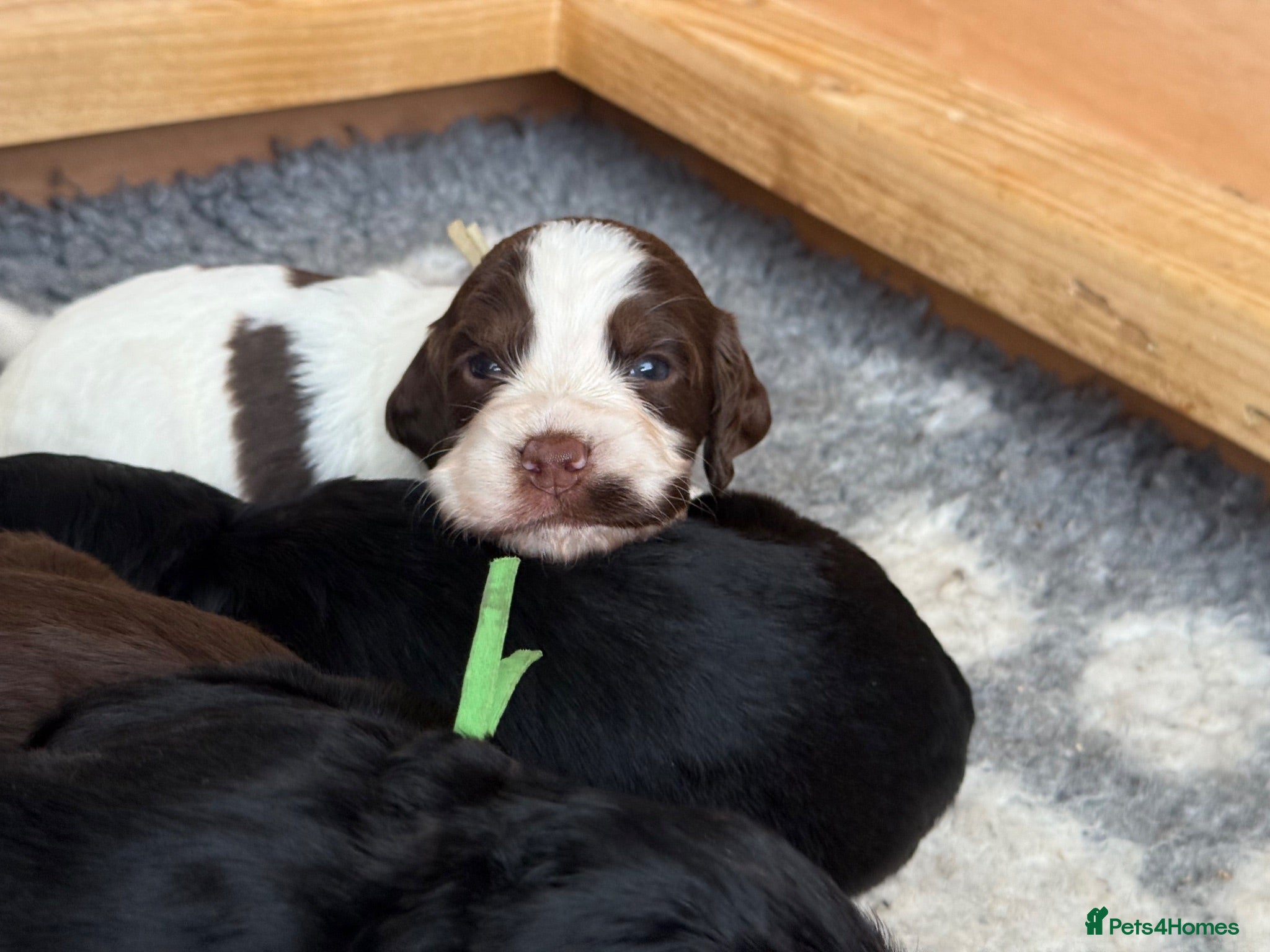 Cocker Spaniel dogs cocker spaniels  - Advert 2