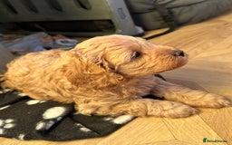 Cavapoo dogs for sale: Beautiful F1b cavapoo puppies - Image 17