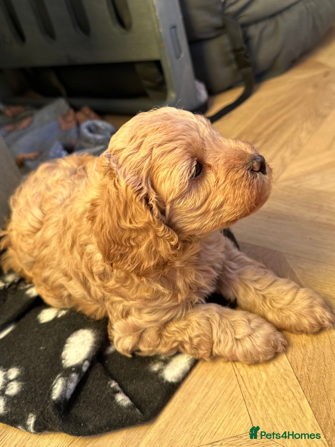 Cavapoo dogs for sale: Beautiful F1b cavapoo puppies - Image 17
