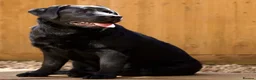 Labrador Retriever dogs for sale: SHOW BLACK ENGLISH LABRADOR TOP QUALITY - Advert 2