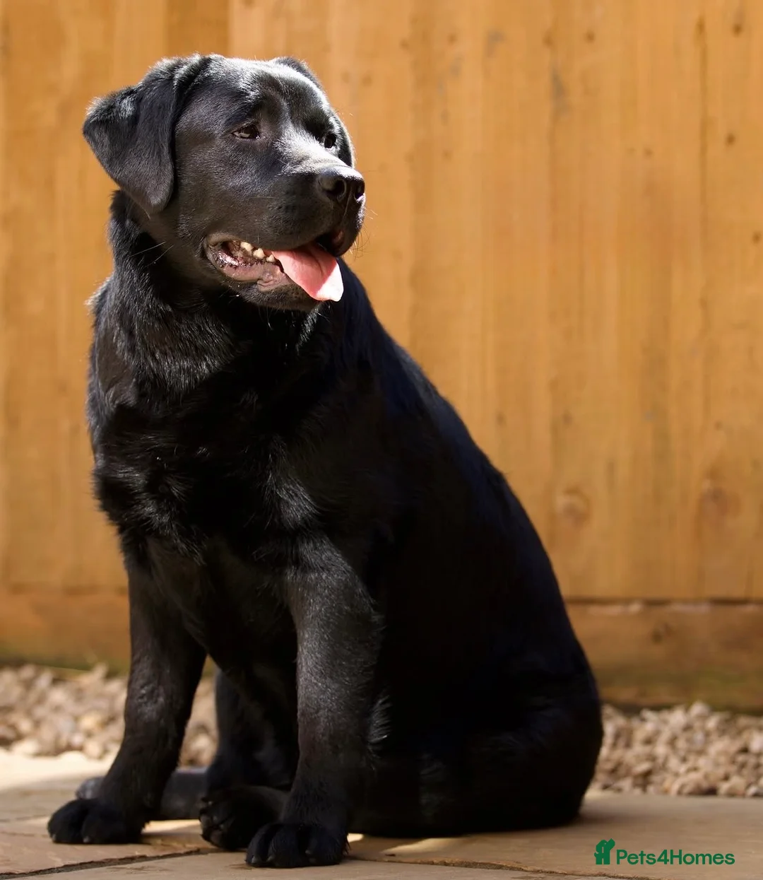 Labrador Retriever dogs for sale: SHOW BLACK ENGLISH LABRADOR TOP QUALITY - Advert 2