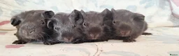 Guinea Pig rodents for sale: MEADOW SIDE CAVIES BABY GUINEA PIGS HEREFORDSHIRE  - Advert 20