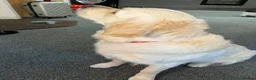 Golden Retriever dogs for sale: Golden Retriever Puppies — Ready from 3rd August - Advert 9